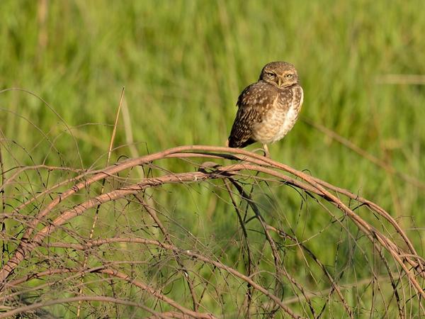 <h3><a href="/trips/salesopolis-2014/biota/animalia/chordata/aves/031 strigiformes/002 strigidae/athene cunicularia/athene cunicularia-nl.html">Athene&nbsp;cunicularia</a> / Burrowing&nbsp;owl / Holenuil</h3>NIKON D7100 met AF-S Nikkor 300mm f/2.8G IF-ED VR II, 1/1000 sec  bij F5.6, ISO 250, afstand 29.8&nbsp;m